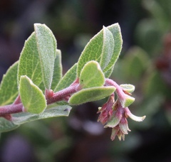 Arctostaphylos pacifica