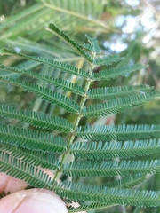 Acacia mearnsii