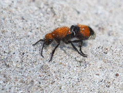 Dasymutilla bioculata