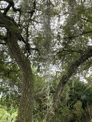 Tillandsia usneoides