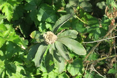 Rabdophaga rosaria