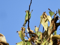 Tersina viridis