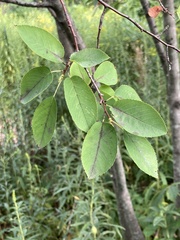 Amelanchier arborea
