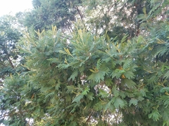 Acacia mearnsii