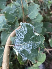 Phyllocnistis unipunctella