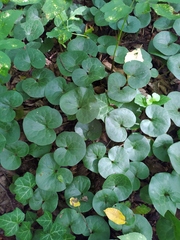 Asarum europaeum