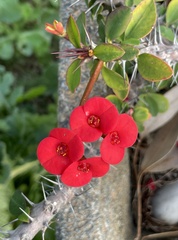 Euphorbia milii