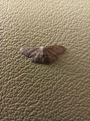 Idaea seriata