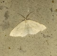Cyclophora albipunctata