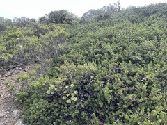 Arctostaphylos pacifica