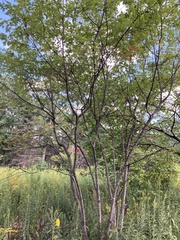 Amelanchier arborea