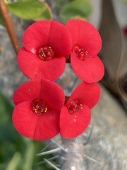 Euphorbia milii