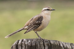 Mimus saturninus
