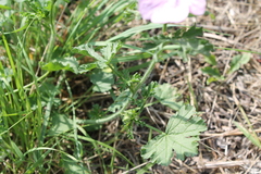 Malva moschata