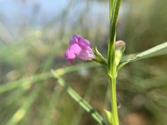 Agalinis purpurea
