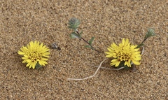 Lessingia germanorum