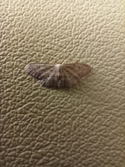 Idaea seriata