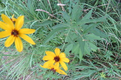 Coreopsis tripteris