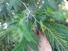 Acacia mearnsii