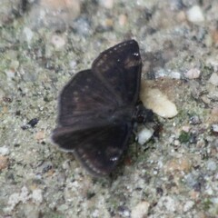 Erynnis