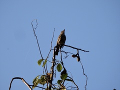 Myiodynastes maculatus