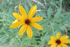 Coreopsis tripteris