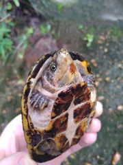 Sternotherus odoratus