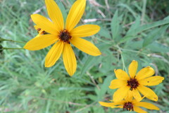 Coreopsis tripteris
