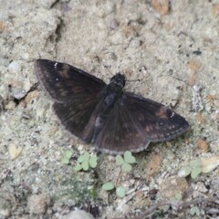 Erynnis