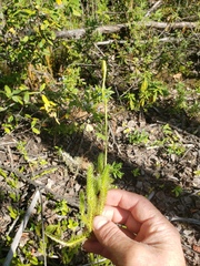 Lycopodium lagopus