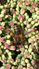 Apis mellifera