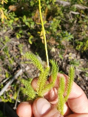 Lycopodium lagopus