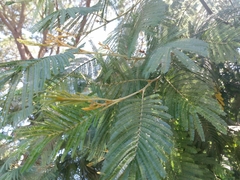 Acacia mearnsii