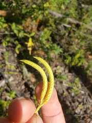 Lycopodium lagopus