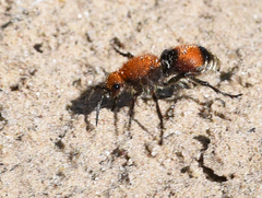 Dasymutilla bioculata