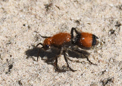 Dasymutilla bioculata