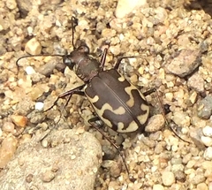 Cicindela repanda