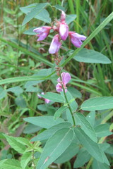 Desmodium canadense