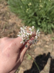 Allium tulipifolium