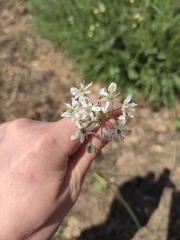 Allium tulipifolium
