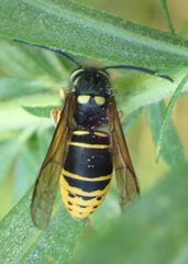 Vespula vidua