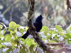 Cephalopterus ornatus