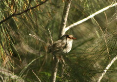 Malurus cyaneus