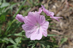 Malva moschata
