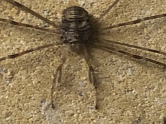 Dicranopalpus