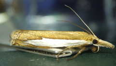 Crambus watsonellus