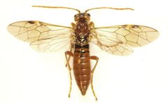 Tenthredopsis nassata