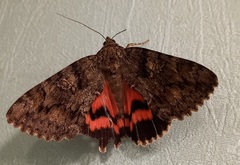 Catocala sponsa