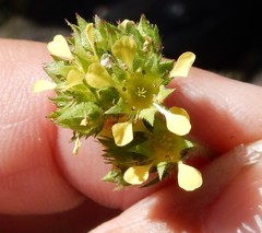 Ivesia campestris