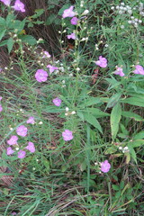 Agalinis purpurea